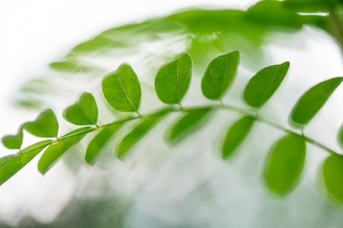 Abstract;Abstraction;Botanical;Calm;Close-up;Floral;Flowers & Plants;Healing;Health care;Healthcare;Leaf;Line;Looking up;Macro;Nature;Pastoral;Shape;botanicals;foliage;green;leaves;oneness;pattern;peaceful;plant;restful;serene;soothing;tranquil;zen